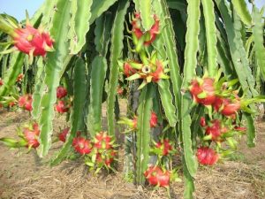 Đi Phan Thiết đừng quên mua thứ này về làm quà