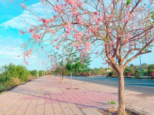 Hoa đổ mai kéo dài trên tuyến đường Võ Nguyên Giáp