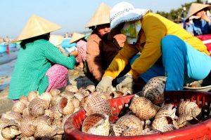 Mua hải sản tươi sống vào sáng sớm